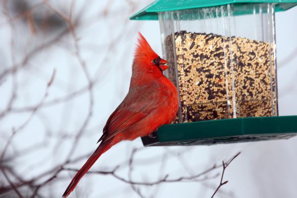 Cost of Bird Feeder Hanging in Keller