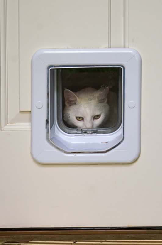 Pet Door Repair